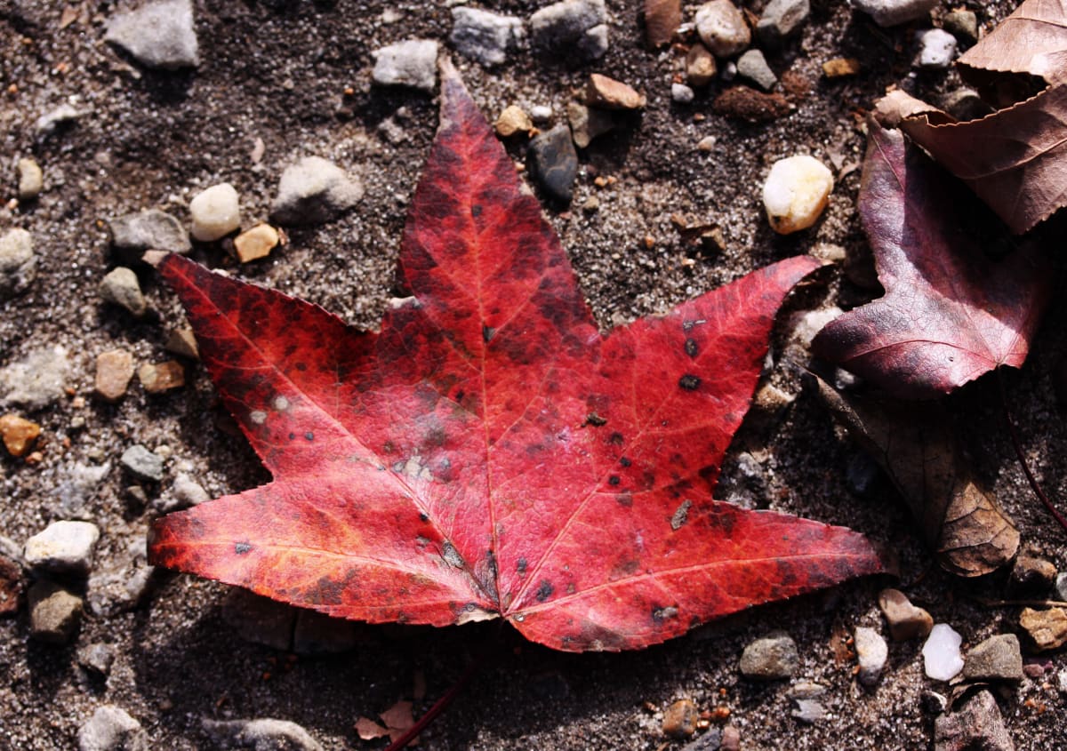 Lake Fork Leaf by Diana Atwood McCutcheon 