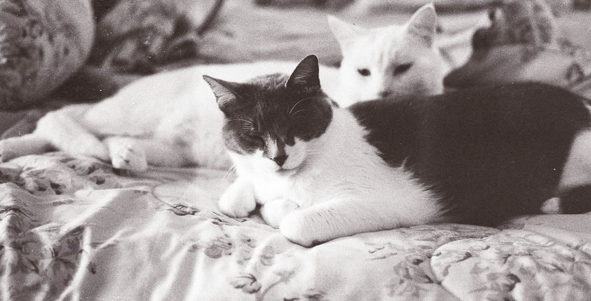 Inky and Allie by Diana Atwood McCutcheon, Image 14.