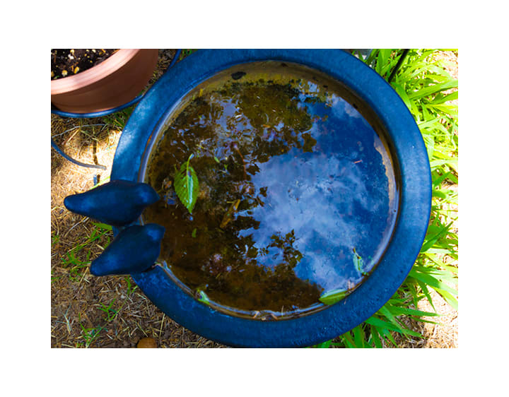 Bird Bath Reflection by Diana Atwood McCutcheon 