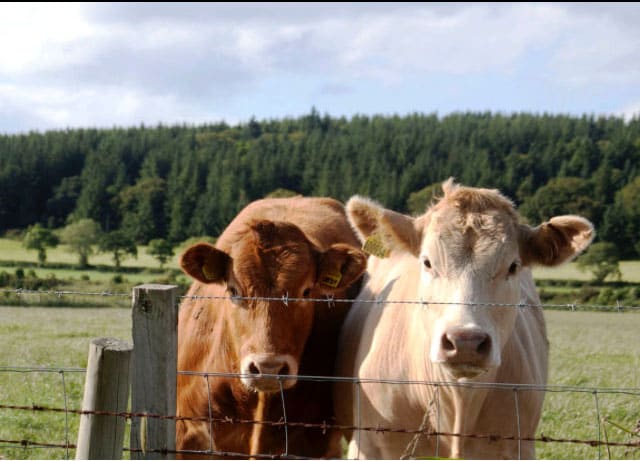 Coos by Diana Atwood McCutcheon 