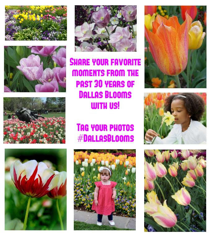 Dallas Blooms Poster by Diana Atwood McCutcheon  Image: Bottom Right - My Photo used in Promotional