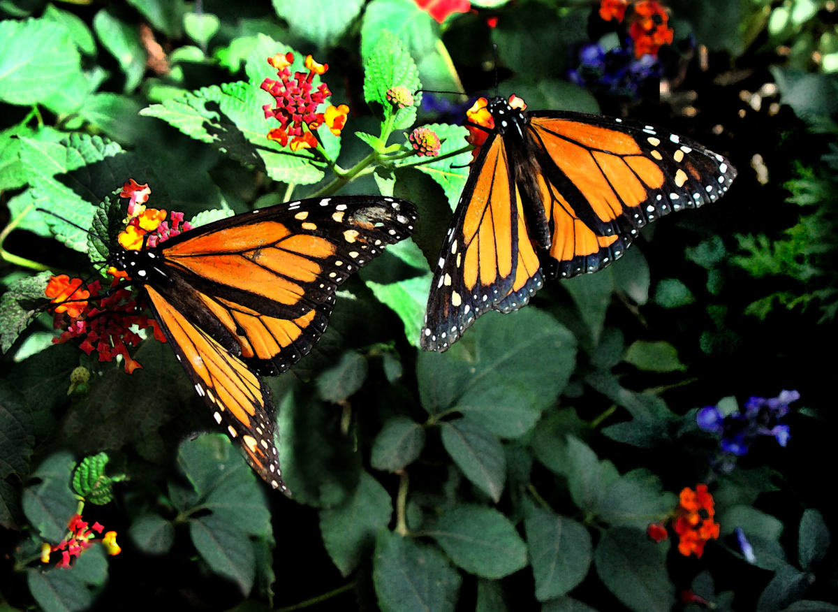 Mariposa Monarca by Diana Atwood McCutcheon  Image: Phoenix Botanical Gardens