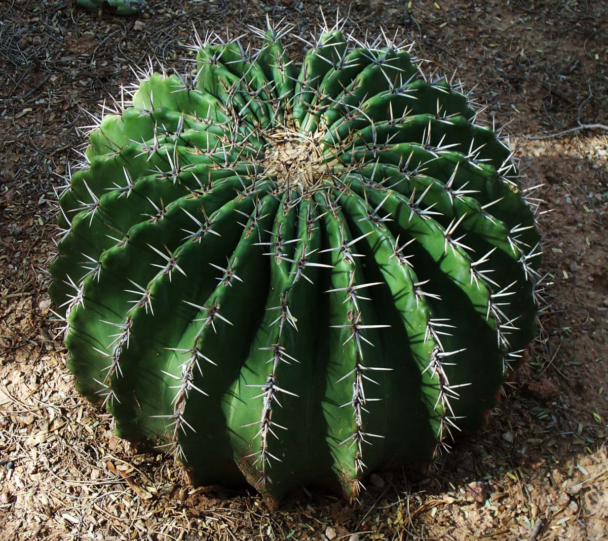 Prickly Ball by Diana Atwood McCutcheon  Image: Phoenix Botanical Gardens