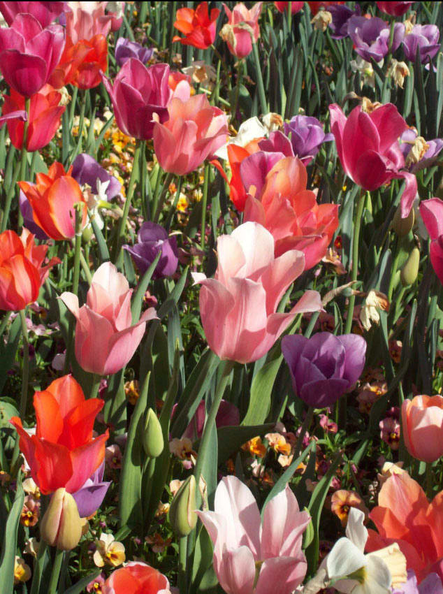 Texas and Holland mixture by Diana Atwood McCutcheon  Image: Dallas Blooms