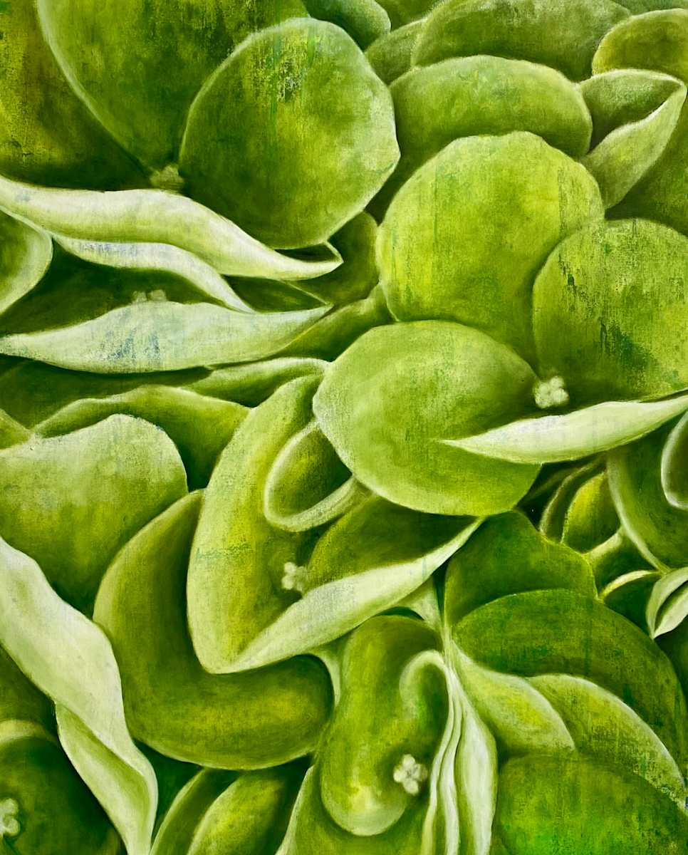 Shamrock Hydrangea by Ansley Pye 