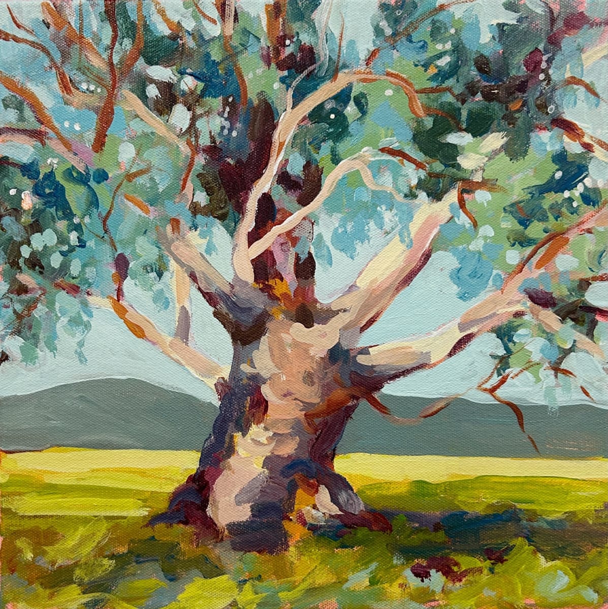 Old Gum on Settlement Road by Clair Bremner 