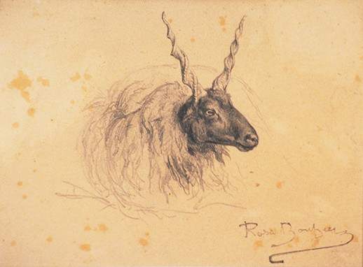 Head of a Ram by Rosa Marie Bonheur 