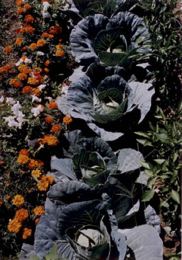 Garden:Companion plantings,Willie Gray's Garden by Marion Faller 