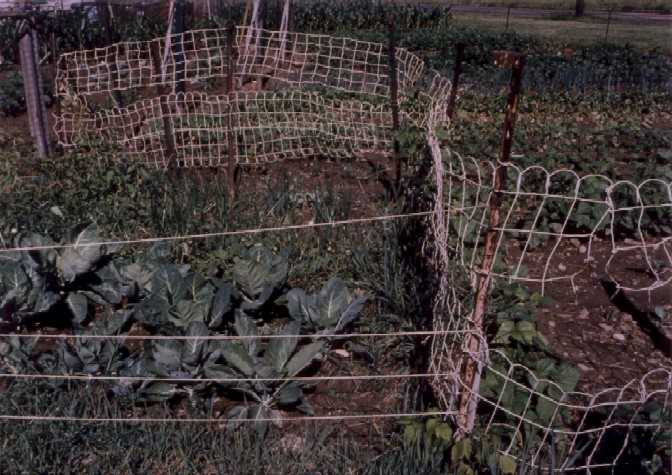 Garden:Fences,Sugar Hill Community Garden by Marion Faller 