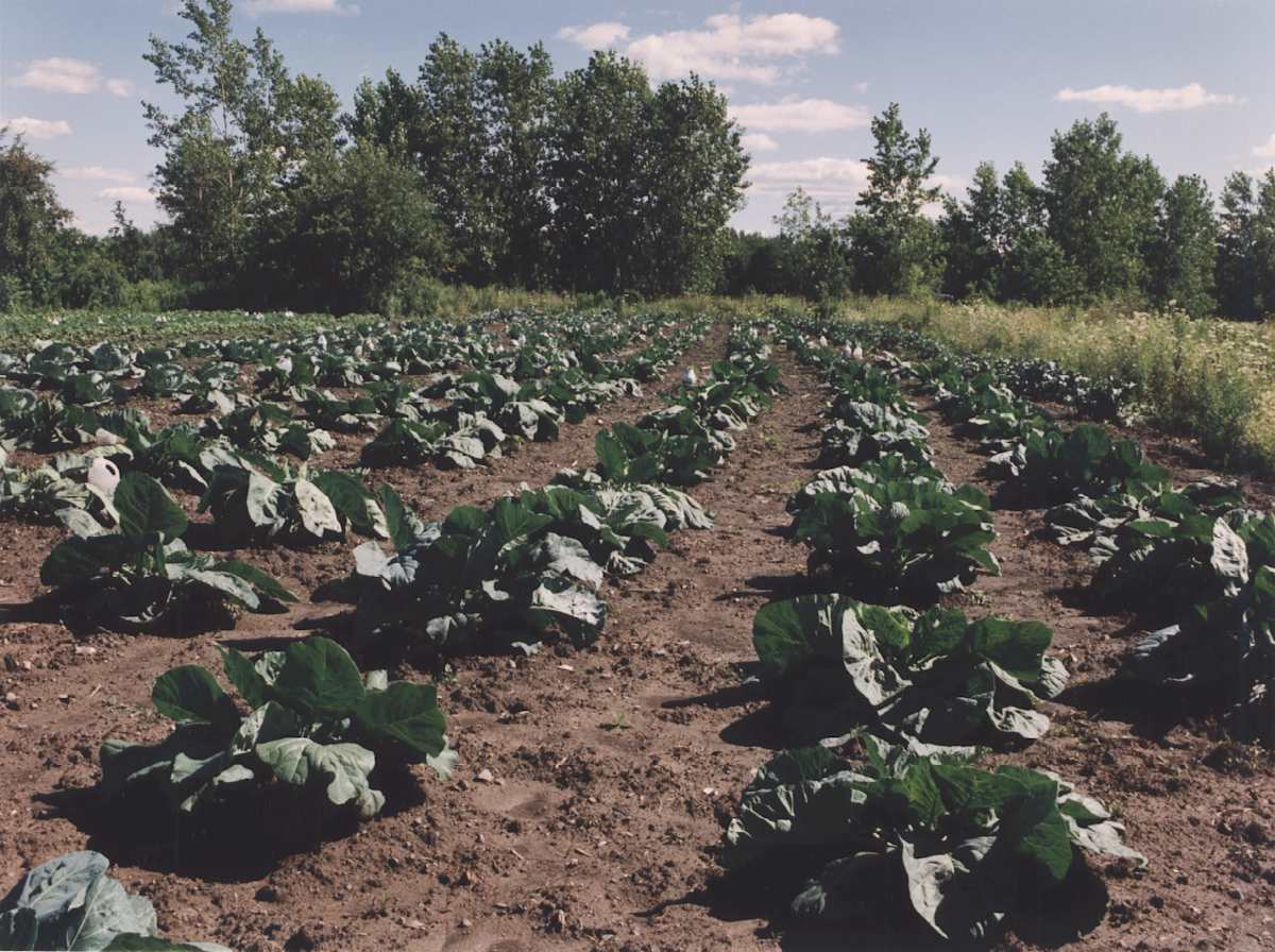 Garden: cabbage crop, Eduardo King's garden by Marion Faller 
