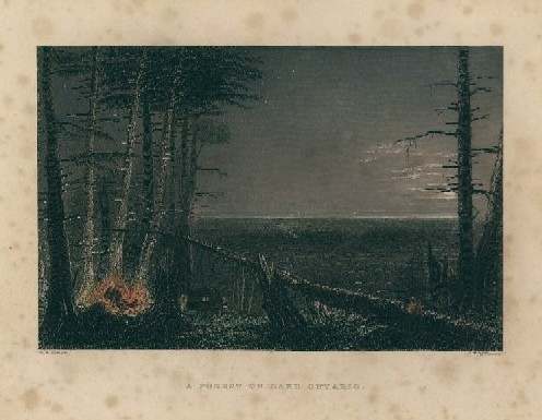 A Forest on Lake Ontario by William Henry Bartlett 