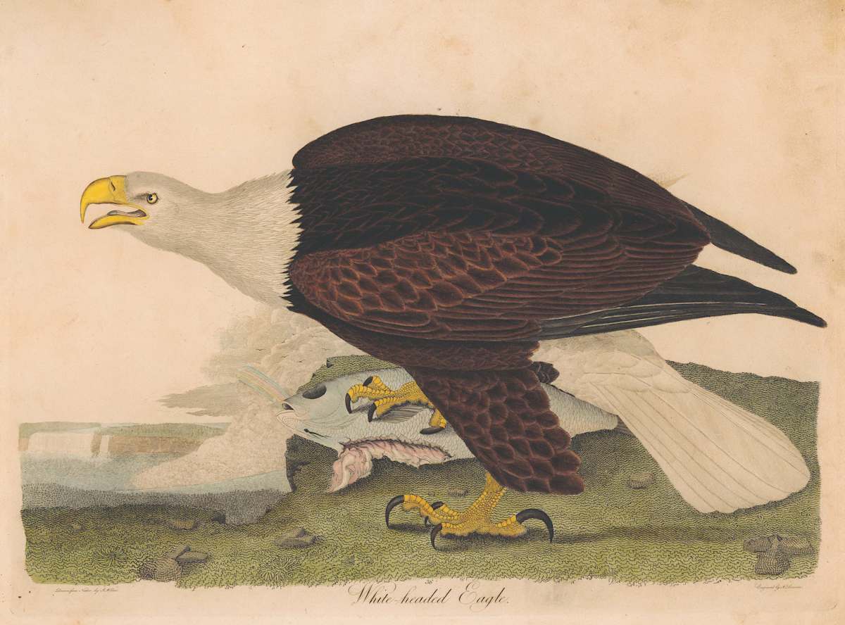 White-headed Eagle by Alexander Wilson 