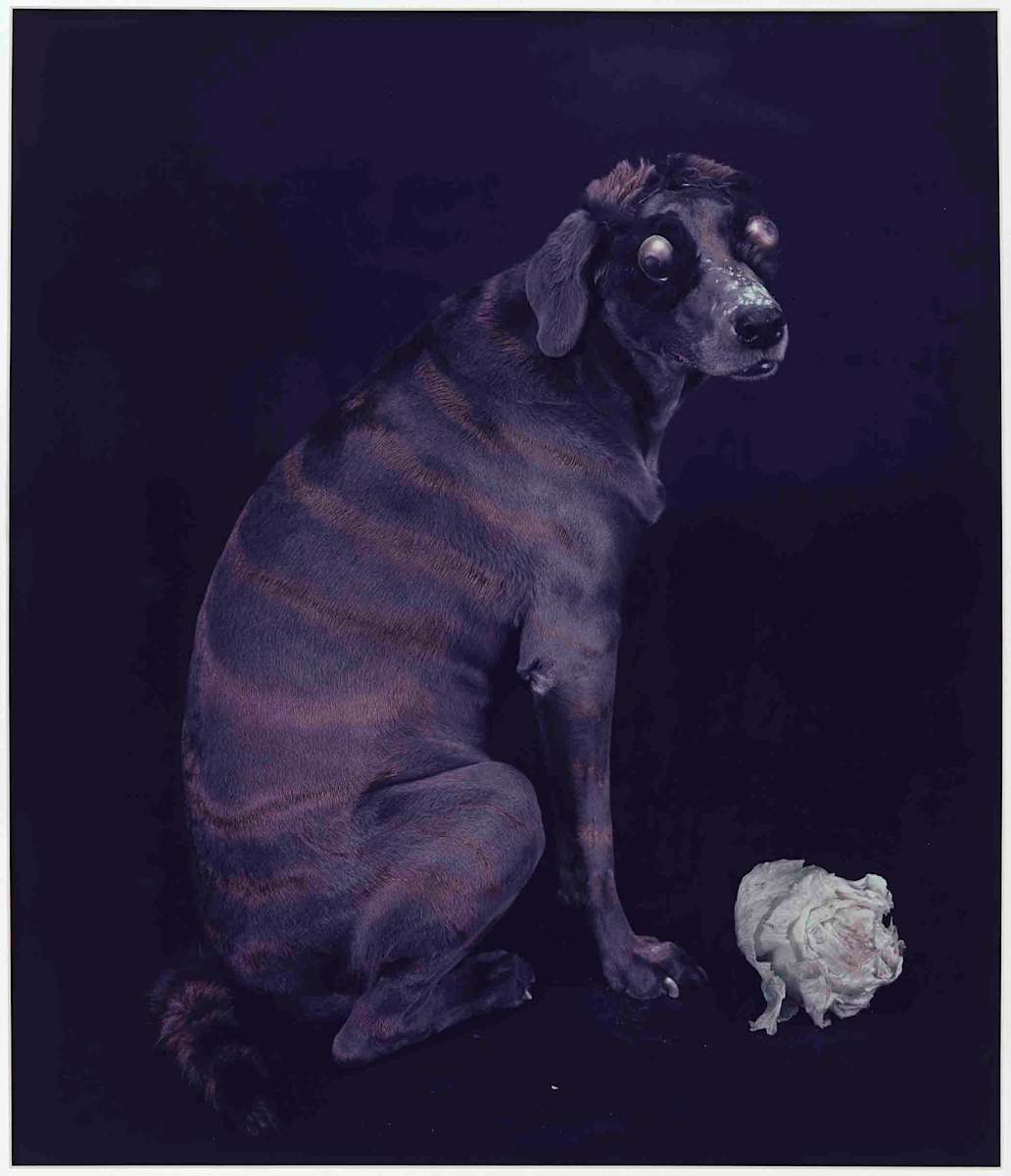 Dog with Lettuce by William Wegman, Image 2.