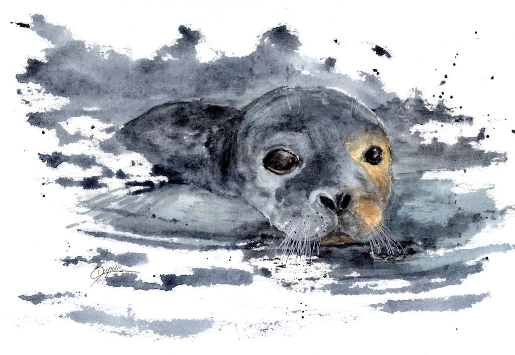 Can I haz a ride? by Chantal  Image: seal study