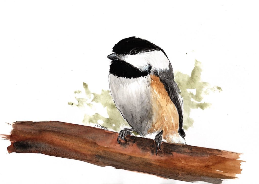 Chickadee - Ink & Wash by Chantal 