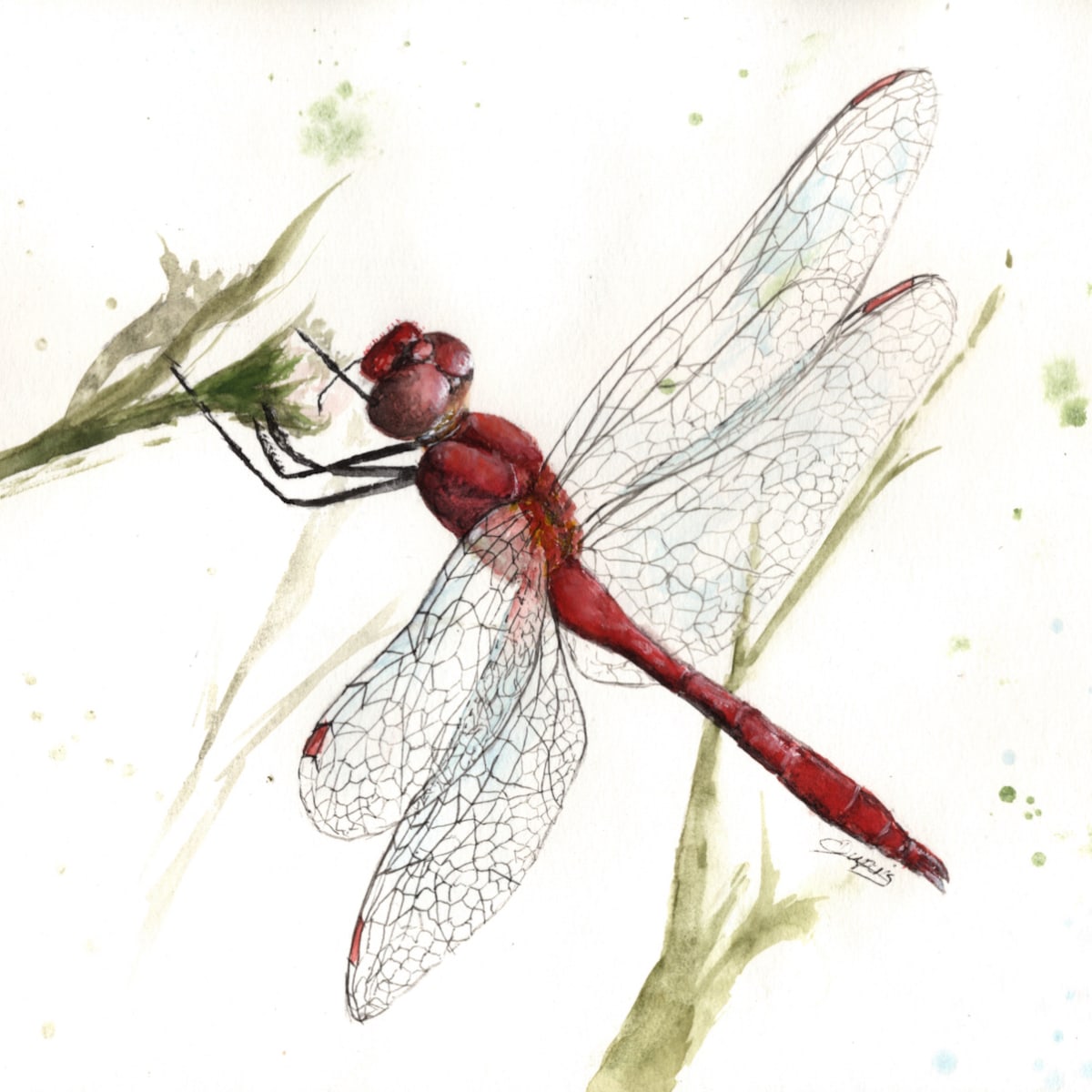Demoiselle VII by Chantal  Image: red dragonfly