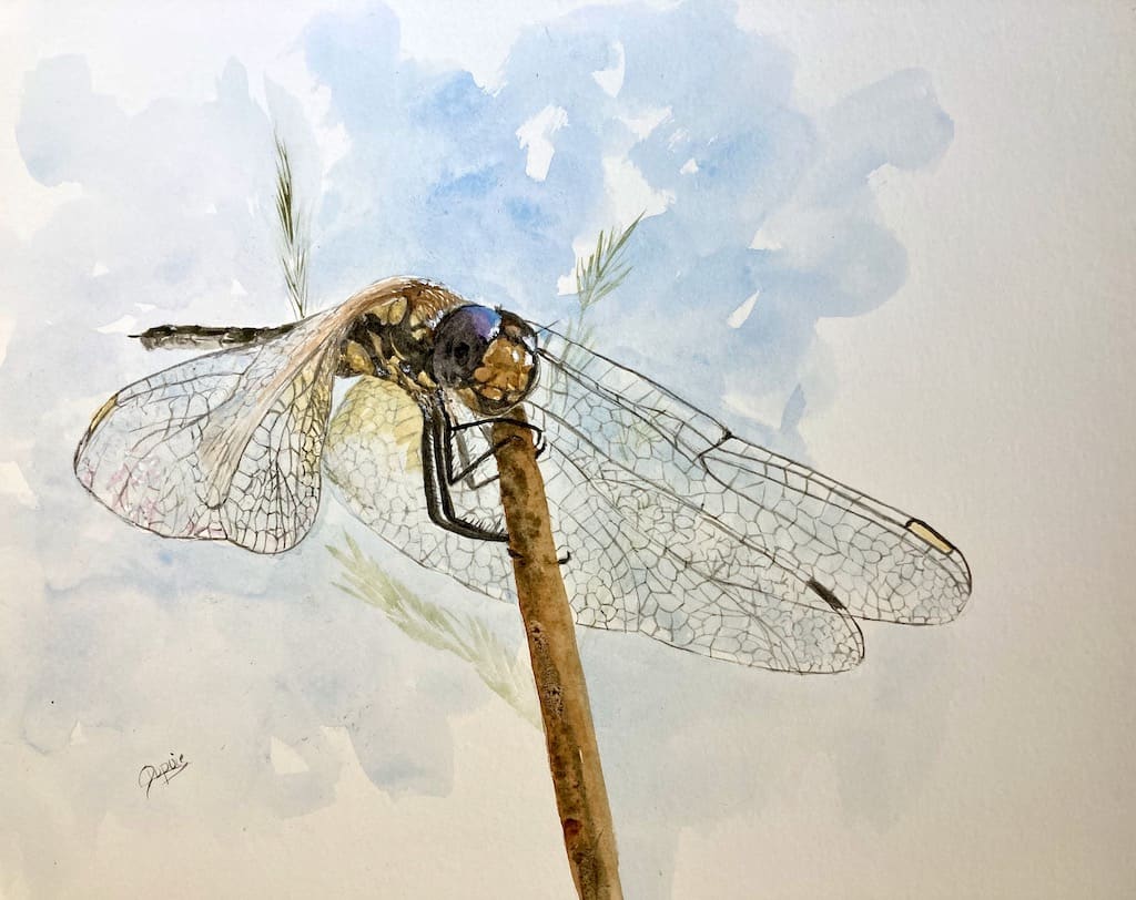 Demoiselle V by Chantal  Image: dragonfly