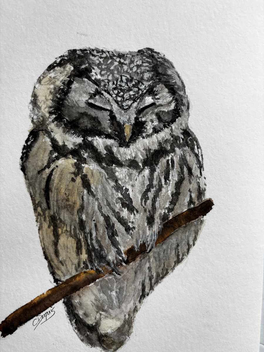 Barred owl by Chantal 