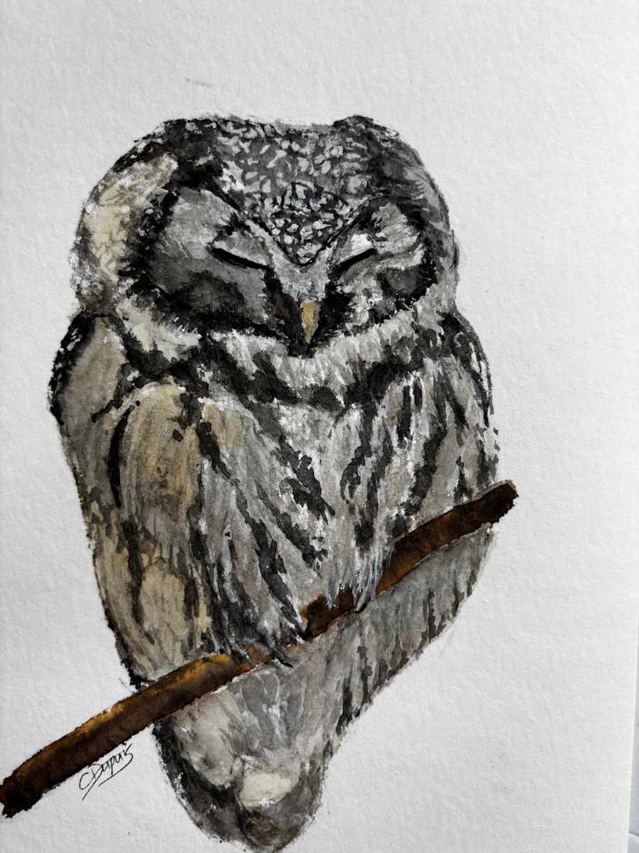 Barred owl by Chantal, Image 2.