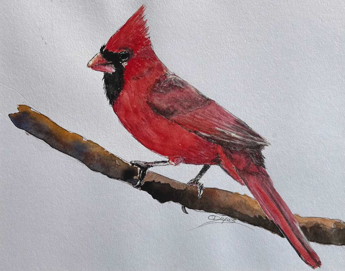 Cardinal 3 by Chantal, Image 1.