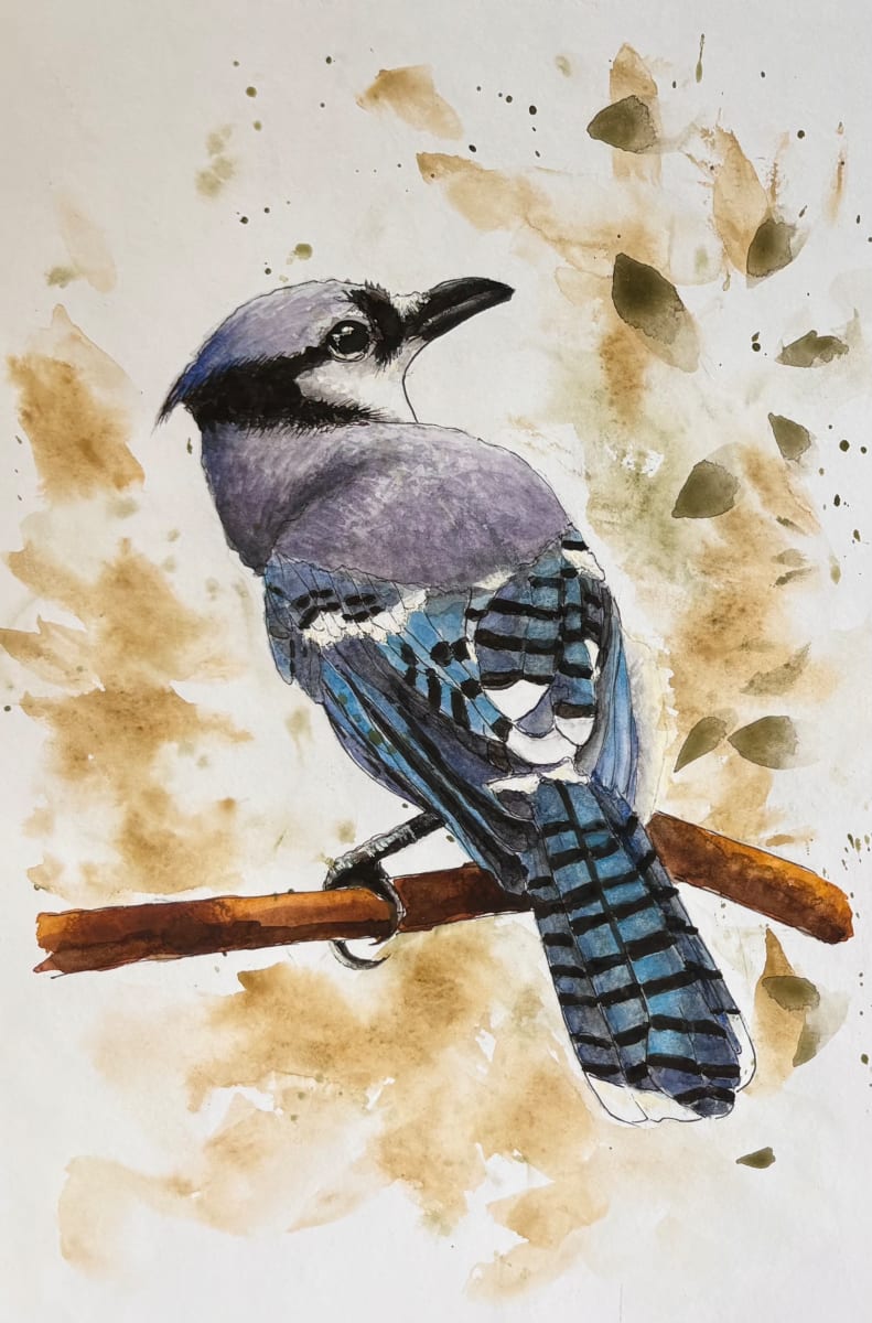 Blue Jay 2 by Chantal 