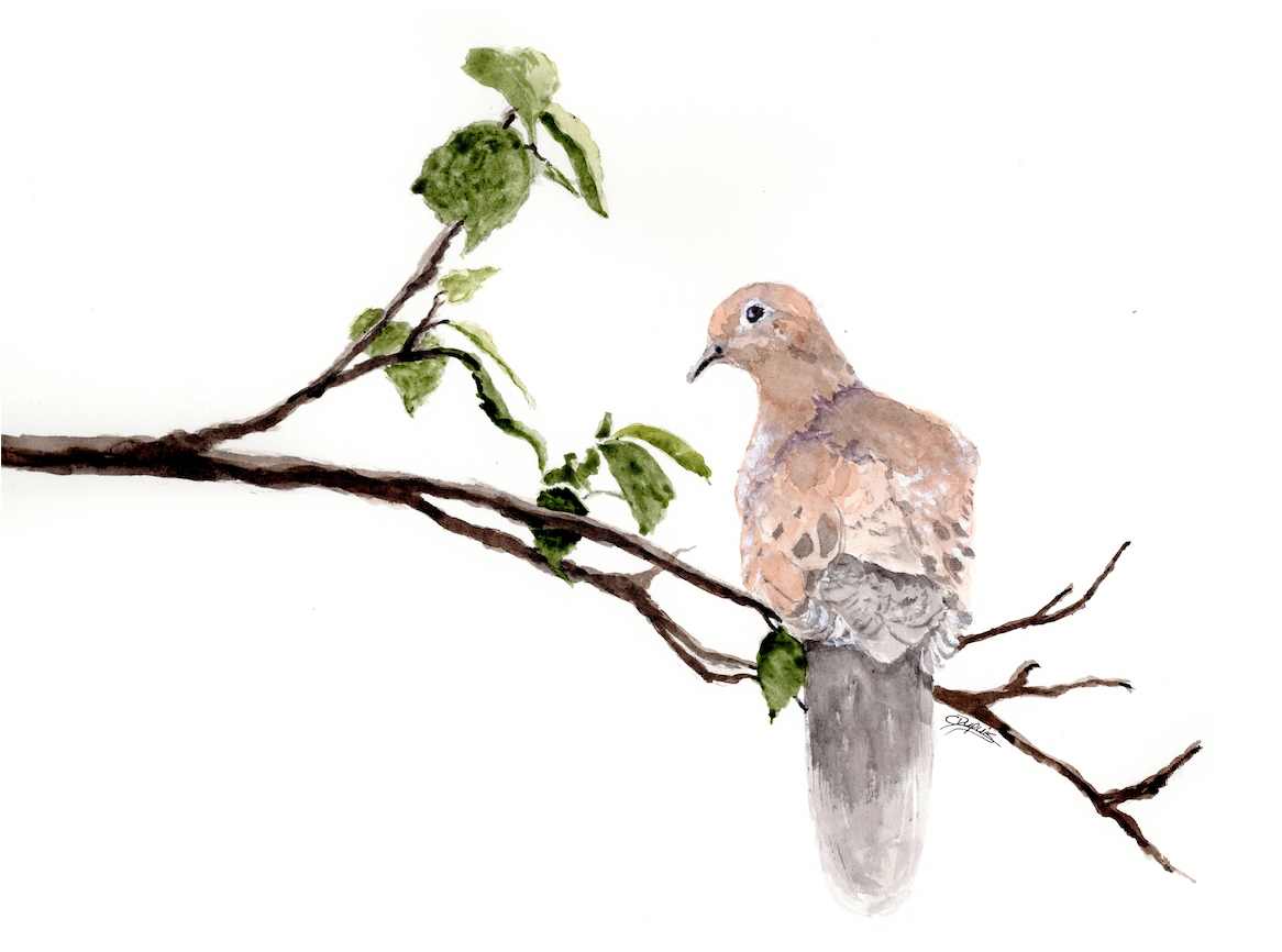 Morning Dove by Chantal 