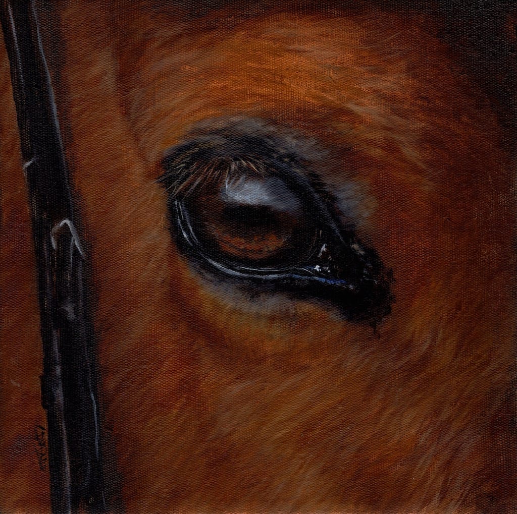 Outlook by Chantal  Image: eye of a horse