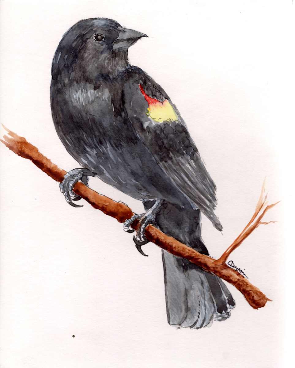 Red Wing Black Bird 4 by Chantal 