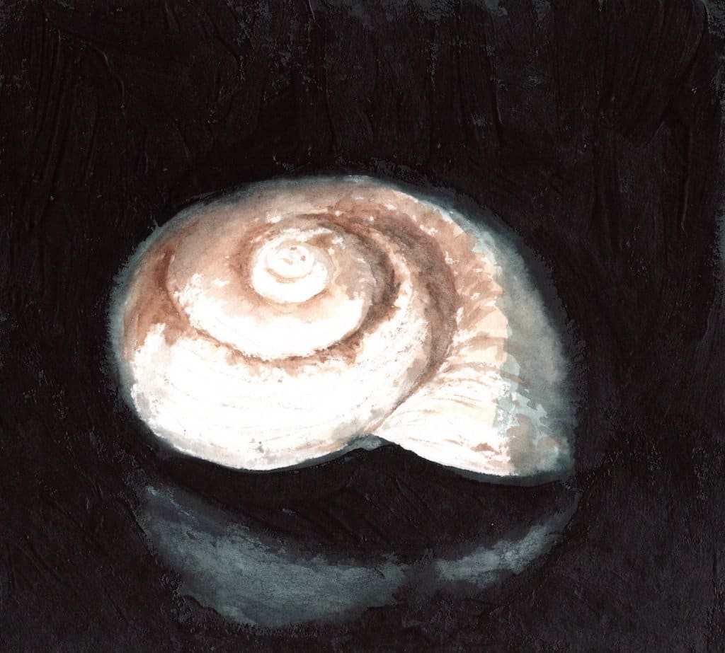 Shell by Chantal  Image: sea shell