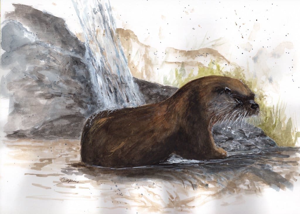 ShowerTime by Chantal  Image: sea otter playing in waterfall
