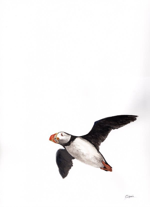 Nfld Puffin by Chantal, Image 1.
