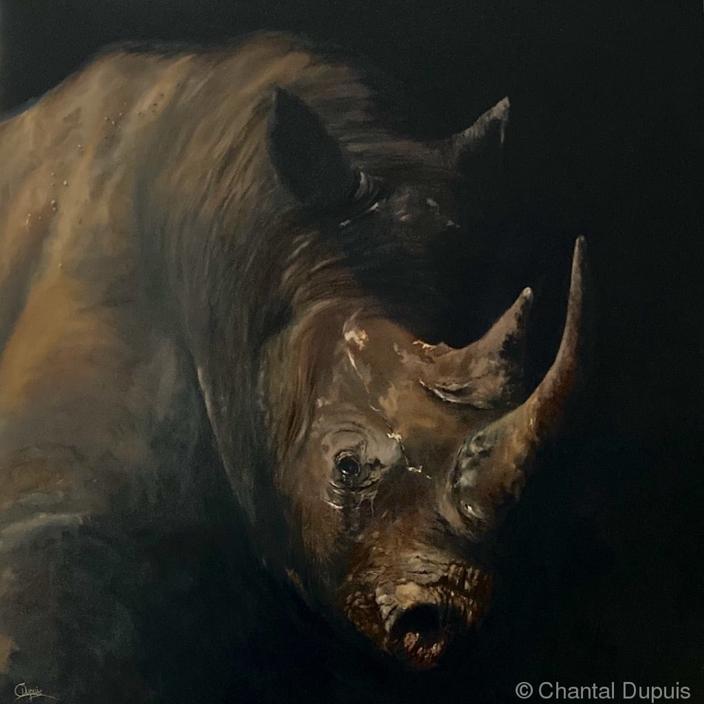 In the Shadows by Chantal  Image: white rhino