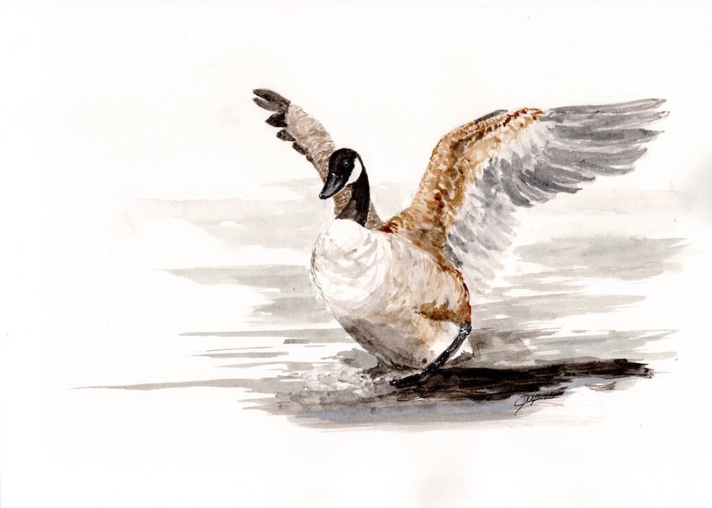Heading South by Chantal  Image: canada goose