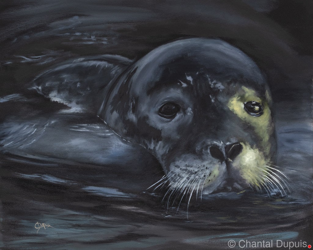 Little brother by Chantal  Image: seal in water
