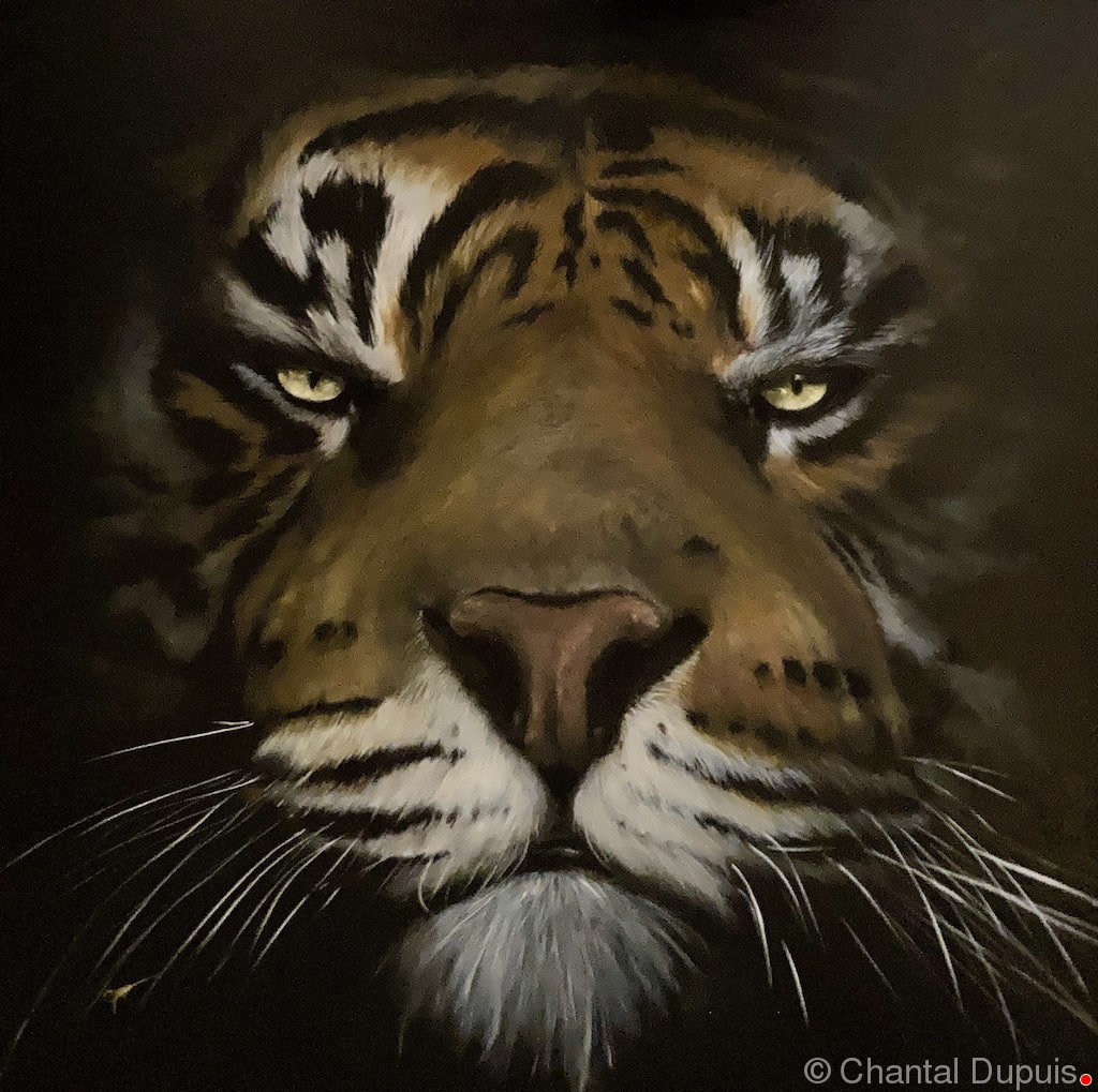 Taaj by Chantal  Image: tiger