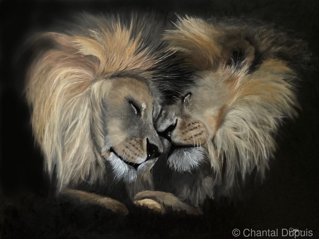 Kila Mara by Chantal  Image: 2 lions in tender moment