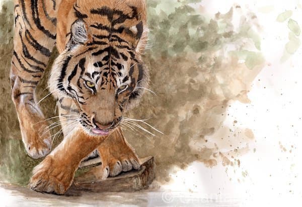 Majesty by Chantal  Image: tiger at river