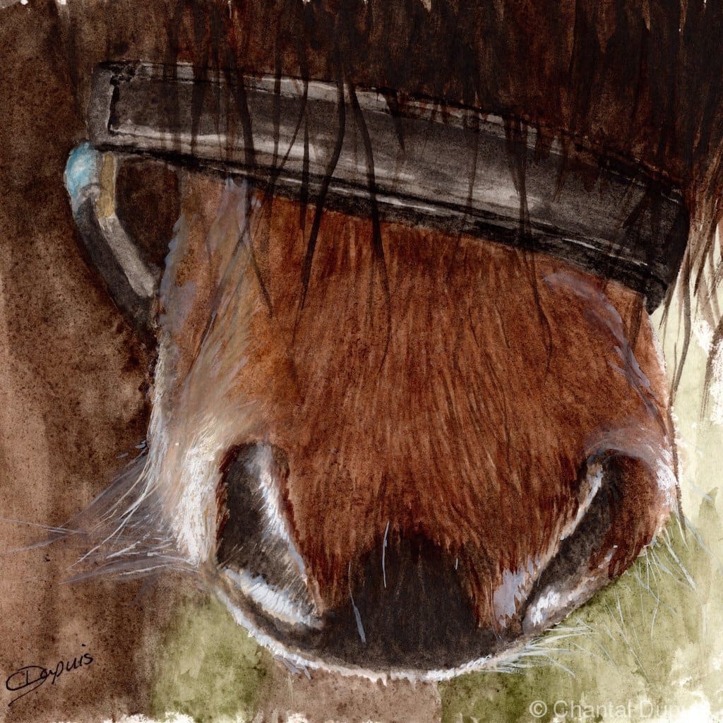 Close to me by Chantal  Image: horse nose