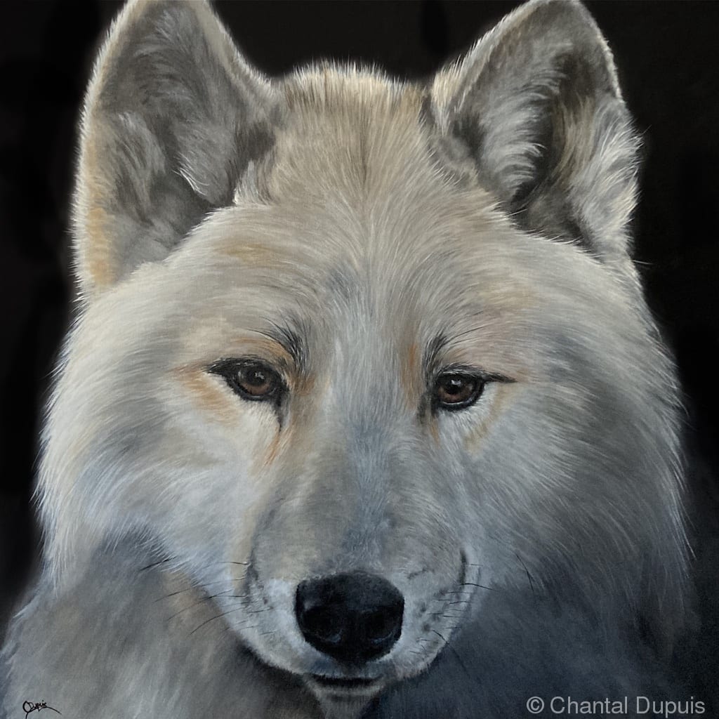 Lady Wolfe by Chantal  Image: arctic wolf