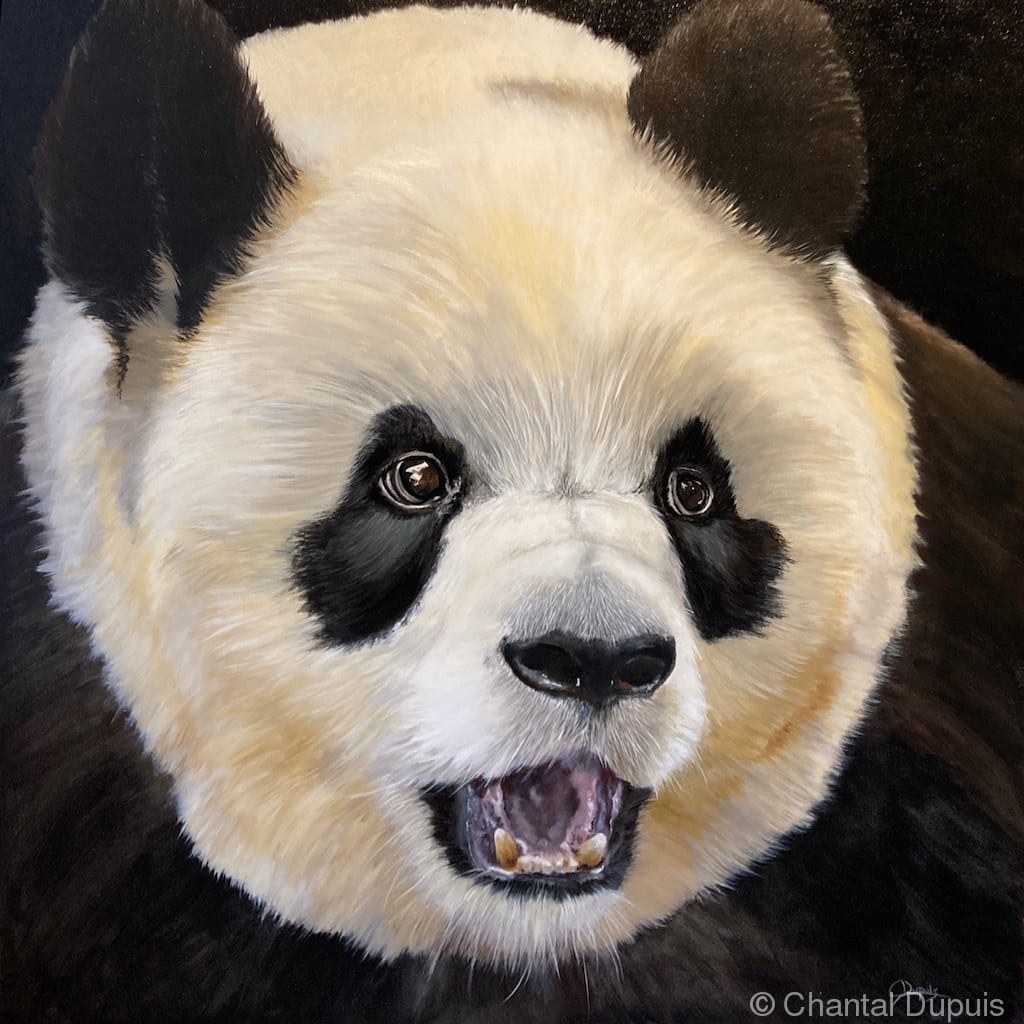Mo by Chantal  Image: panda face