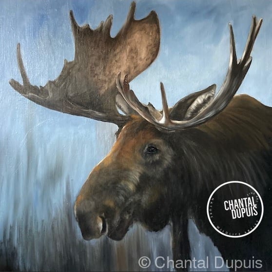 Musiyap Kce-Wewis by Chantal  Image: bull moose