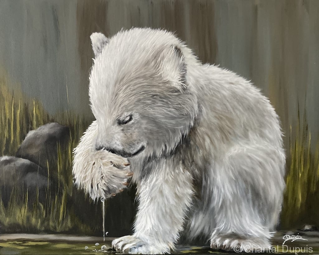 Habibi by Chantal  Image: polar bear cub drinking water