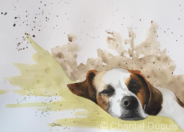Sid the destroyer by Chantal  Image: jack russell terrier dog pet portrait