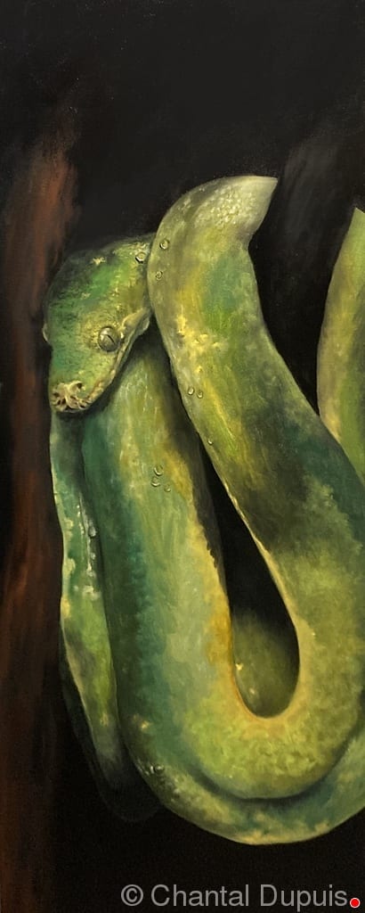 Snake eye by Chantal  Image: green tree snake on a branch