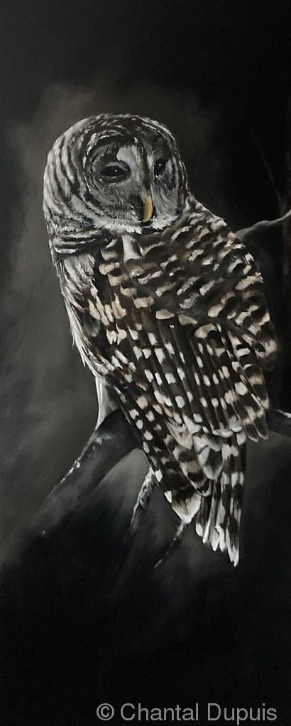 Night Watch by Chantal  Image: barred owl on branch