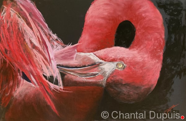 Preening by Chantal  Image: pink flamingo preening 