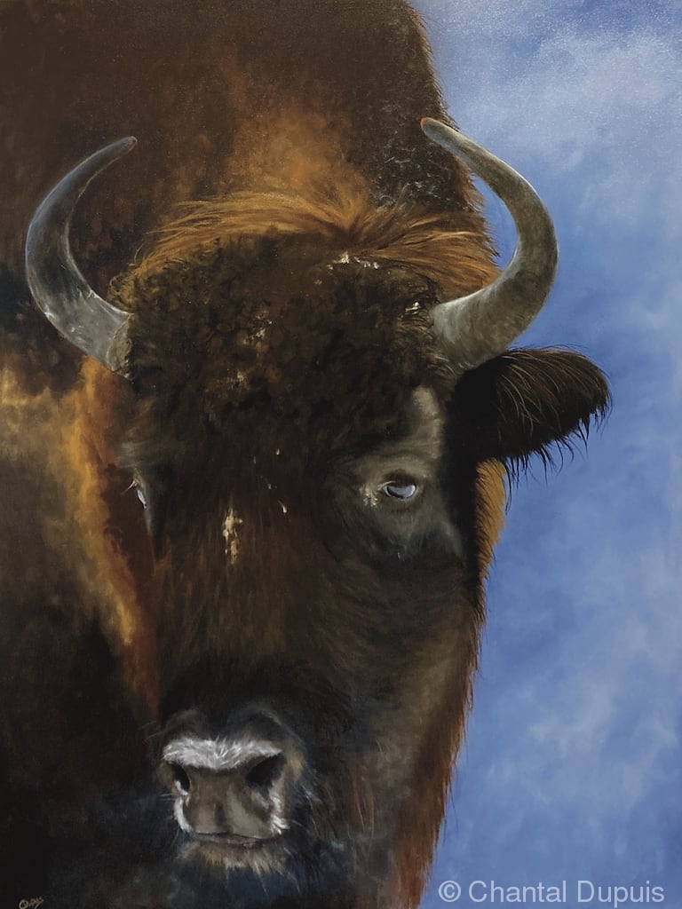 Spirited by Chantal  Image: bison