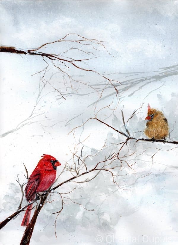 Birds of a Feather by Chantal  Image: northern cardinal couple