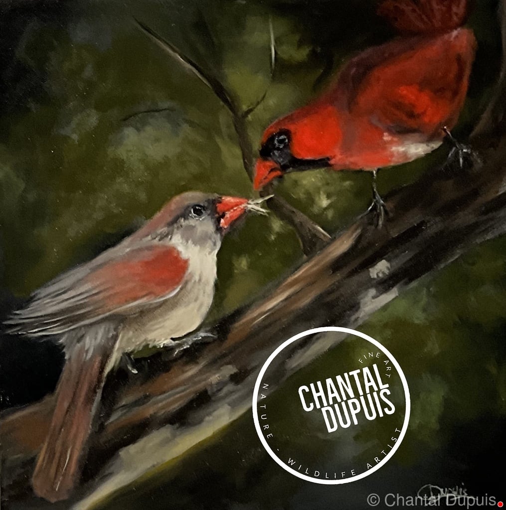 The first twig by Chantal  Image: northern cardinals on a branch