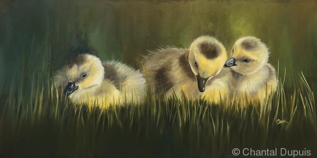 Cousins by Chantal  Image: 3 ducklings